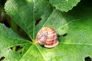 Apartments by the sea Basina, Hvar - 625 - 3