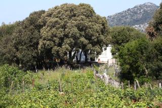 Seaside secluded apartments Cove Blaca, Mljet - 615 - 0