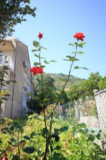 Apartments by the sea Viganj, Peljesac - 633 - Viganj - 3
