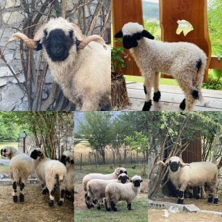 Chalet sur Pilotis Ane'ita de l'Arbenquens - La Mure - 1