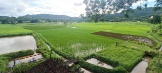 Kaewma farmstay - Ban Khuang Kom - 9