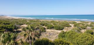 Pinada Beach 315 - La Mata - 3