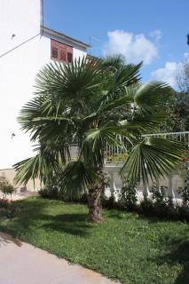 Apartments with a parking space Vodice - 2995 - Vodice - 4