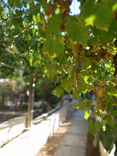 Stone oasis Vito - 7