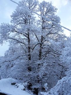 Casa all'Alpe Gaggetto B & B - Anzino - 7