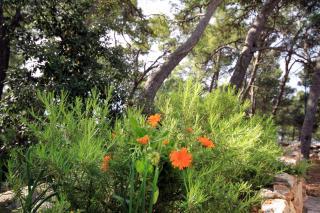 Apartments by the sea Jagodna, Hvar - 3457 - 3