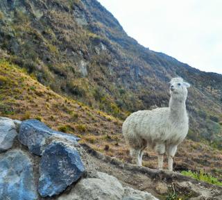 Hotel PrincesaToa - Quilotoa - 1