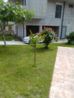 Apartmani Crkvina - Gradac (Grado) - 1