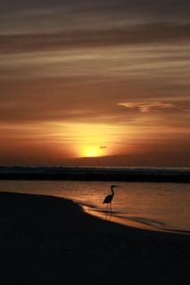 Cowry Inn - Fulidhoo - 5