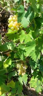 Maison sur 2000m² d'espace vert. - 6