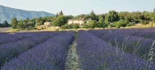 Mas De La Lance - Roche-Saint-Secret - 5