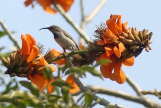 ASKIESBOS - Samochima Bush Camp - 2
