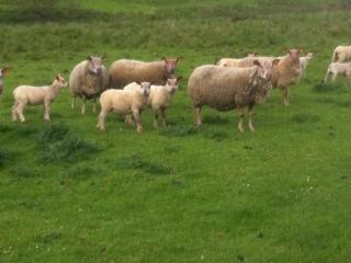 Maison au cœur du Parc Périgord Limousin avec climatisation - FR-1-616-78 - 7