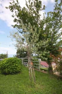 Apartments and rooms with WiFi Njivice, Krk - 5362 - Njivice - 3