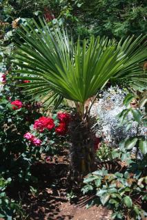 Apartments with a parking space Silo, Krk - 5436 - 2