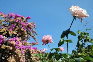 Apartments with parking space Postira, Brac - 5659 - 2