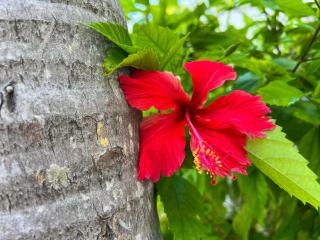 Royal Palms Resort & Spa - Fort Lauderdale - 4