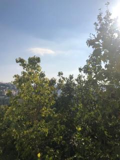 ORJAN VIEW - 9