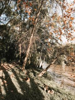 Casa Chichipio - Tigre - 6