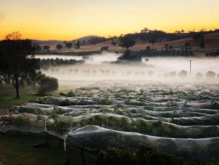 Grattai Grove Mudgee - Grattai - 7
