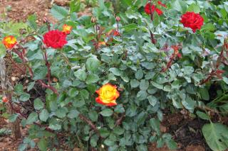 Apartments by the sea Posedarje, Novigrad - 6240 - 3