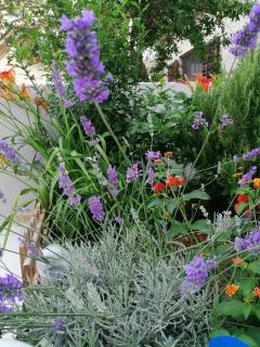 Apartmani Lucija - 4