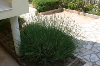 Apartments with a parking space Mandre, Pag - 6415 - 3