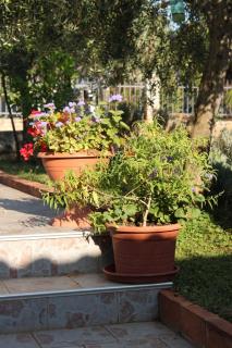 Apartments with a parking space Novigrad - 7054 - 2