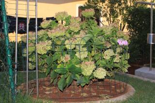 Apartments with a parking space Valbandon, Fazana - 7259 - 4