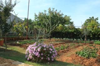 Apartments with a parking space Valbandon, Fazana - 7273 - 4