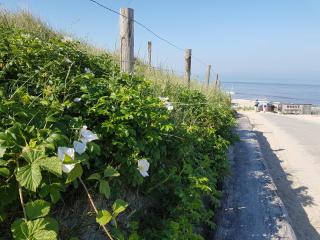 Lepelaarsweg 7 - Callantsoog - 1
