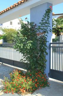 Apartments with a parking space Stinjan, Pula - 7369 - Pula - 3