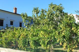 Apartments with a parking space Stinjan, Pula - 7369 - Pula - 2