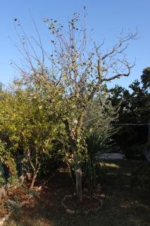 Apartments with a parking space Valbandon, Fazana - 7383 - 2