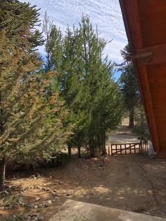 Casa Pehuenia, linda cabaña a pasos del Lago - 9