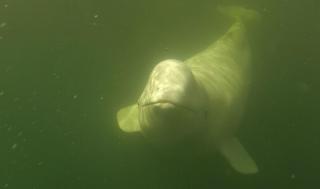 Beluga Beach House - 6