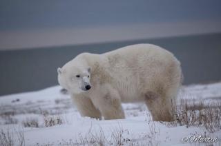Beluga Beach House - Churchill - 2