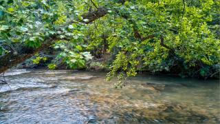 River Runs Through It - Dahlonega - 7