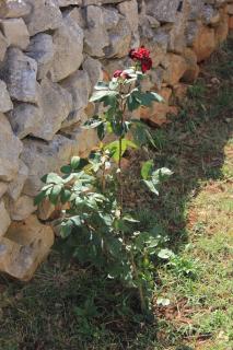 Apartments by the sea Ilovik, Losinj - 8075 - 2