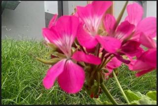 Villa Orchid Al Hada "فيلا اوركيد الهدا" - 3