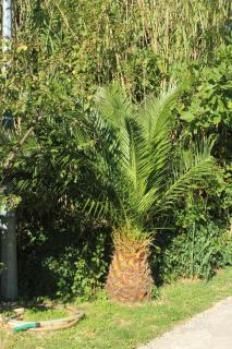 Apartments with a parking space Mlini, Dubrovnik - 8543 - 3