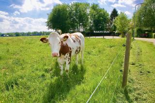 Bakhuisje op de Veluwe - Heerde - 4