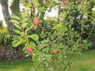 Beehive Cottage - Kilbrittain - 8