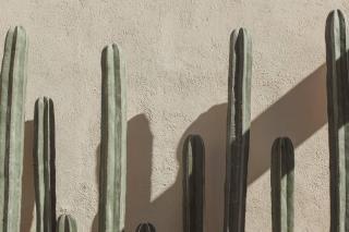 Cien Palmas- Authentic Mexican Casita 3 -Downtown - Todos Santos - 2