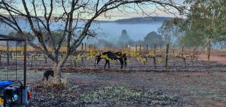 Pecan Hill BNB - Toodyay - 4