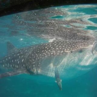 Azulea Lodging House Oslob - 2