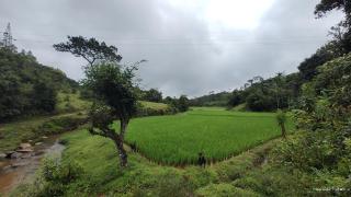 Mugilu - Sakleshpur - 6