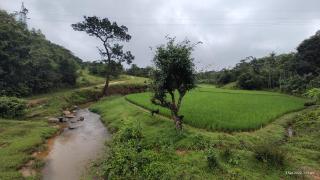 Mugilu - Sakleshpur - 8