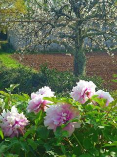 Holiday house with a parking space Sinozici, Central Istria - Sredisnja Istra - 11629 - 4