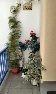 Almyra View House - Skopelos Town - 5